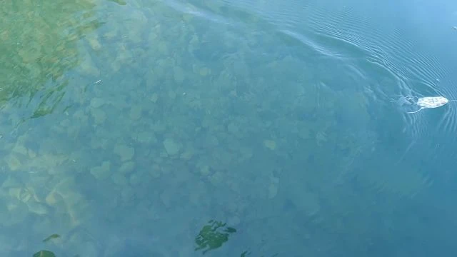 Topwater Fishing