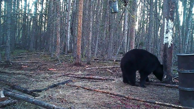 Into the Black - Hunting Black Bears in Alberta Chapter I