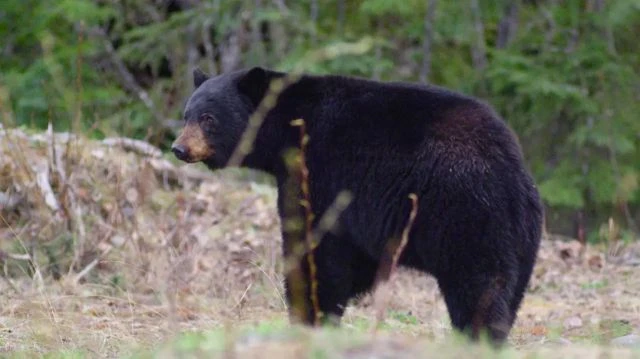 Spring Black Bear Hunt – Into the Black Chapter II